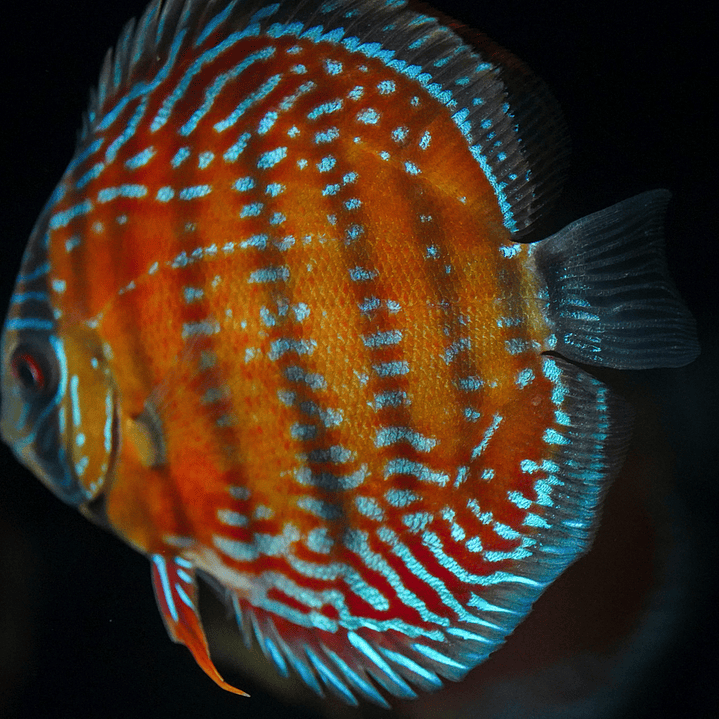 Barra Mansa Semi Royal 8