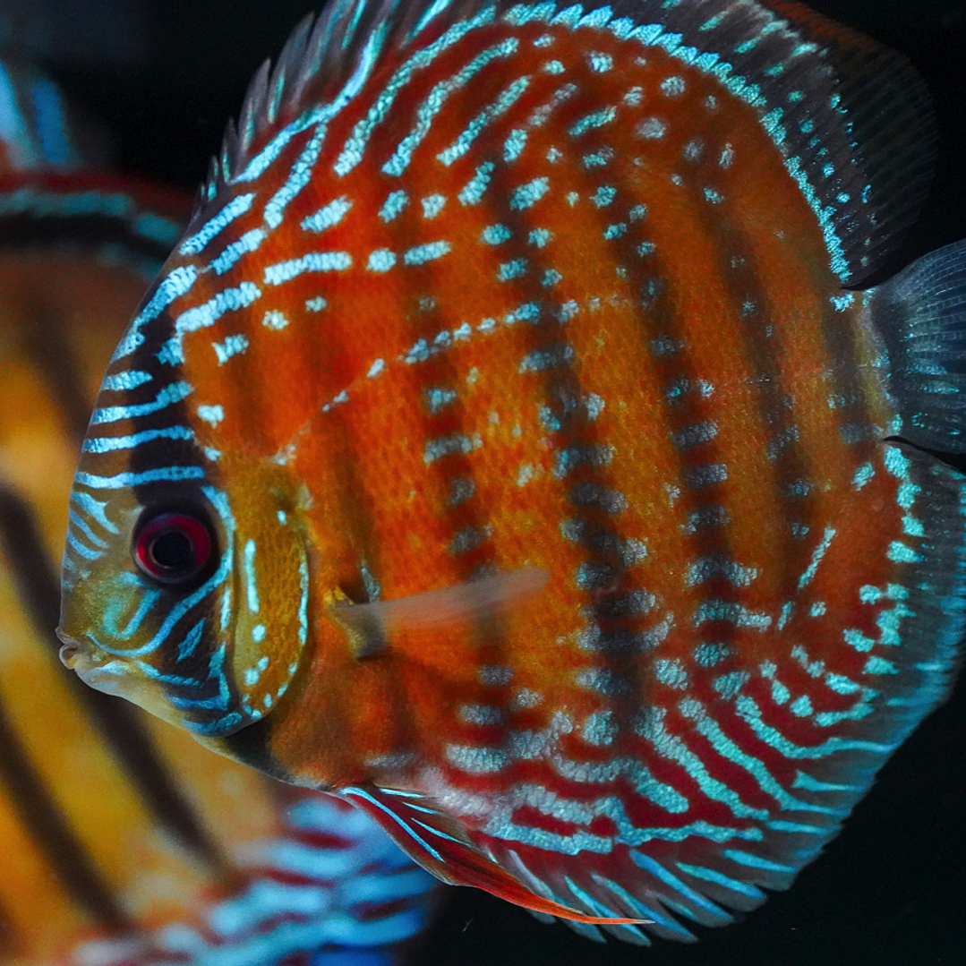 Barra Mansa Semi Royal 9