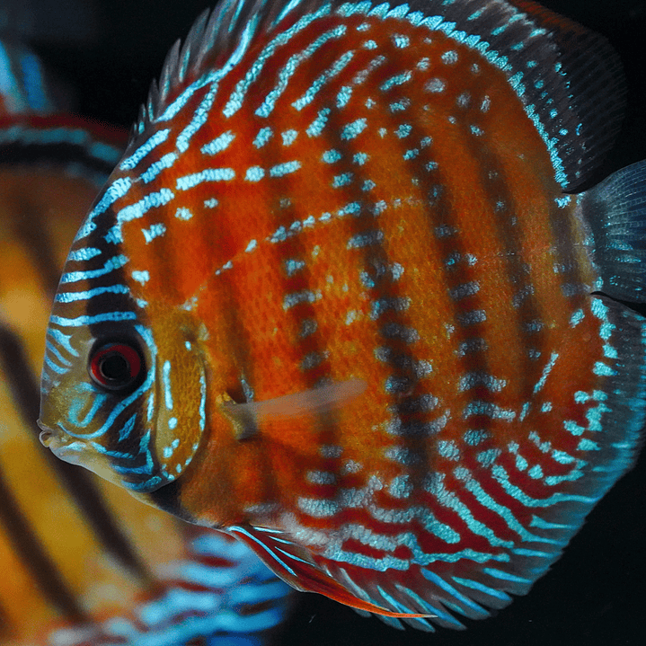 Barra Mansa Semi Royal 9