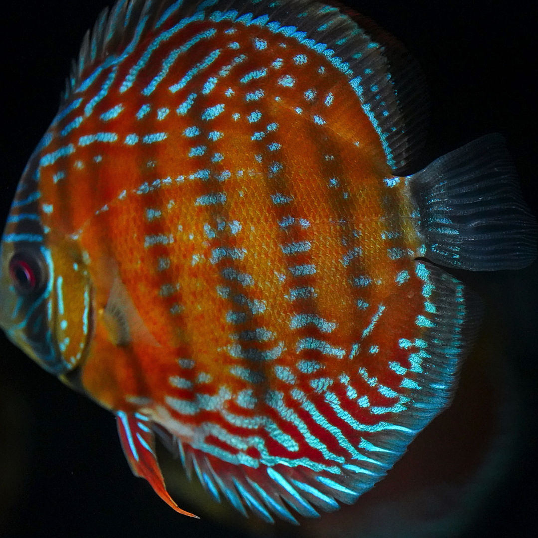 Barra Mansa Semi Royal 10