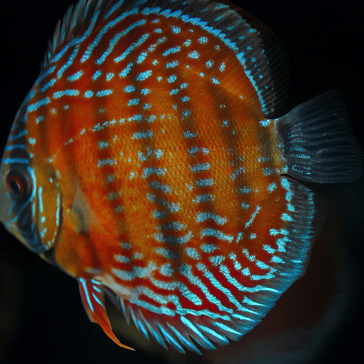 Barra Mansa Semi Royal 10