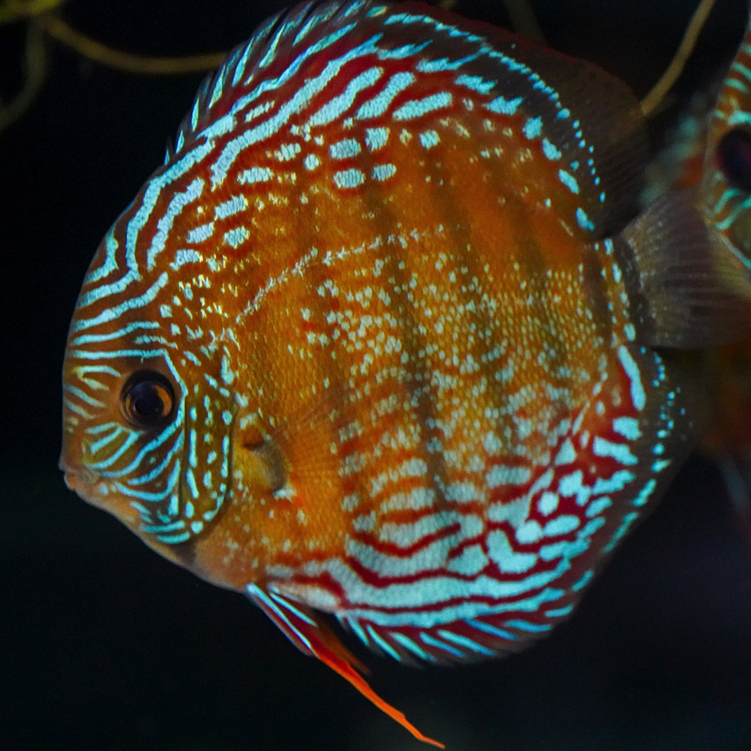 Cuipeua Semi Royal 5