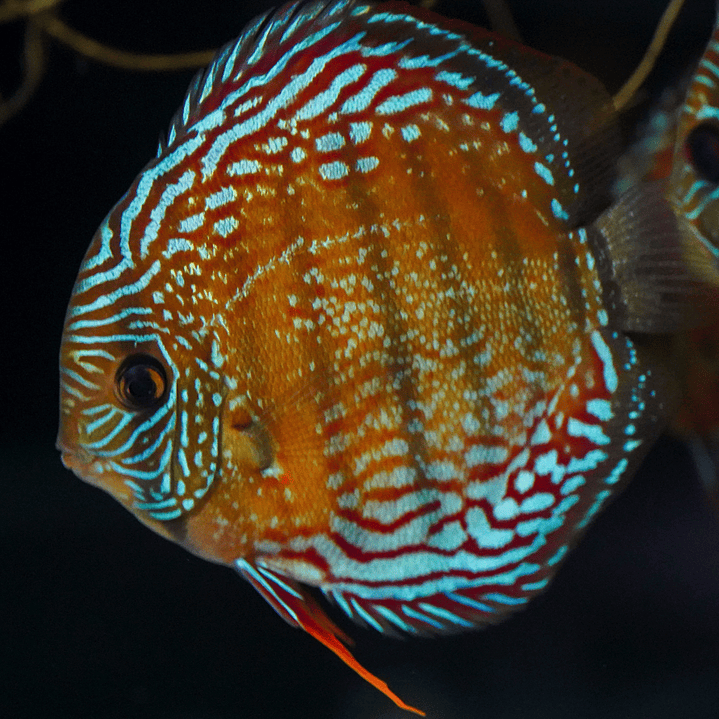 Cuipeua Semi Royal 5