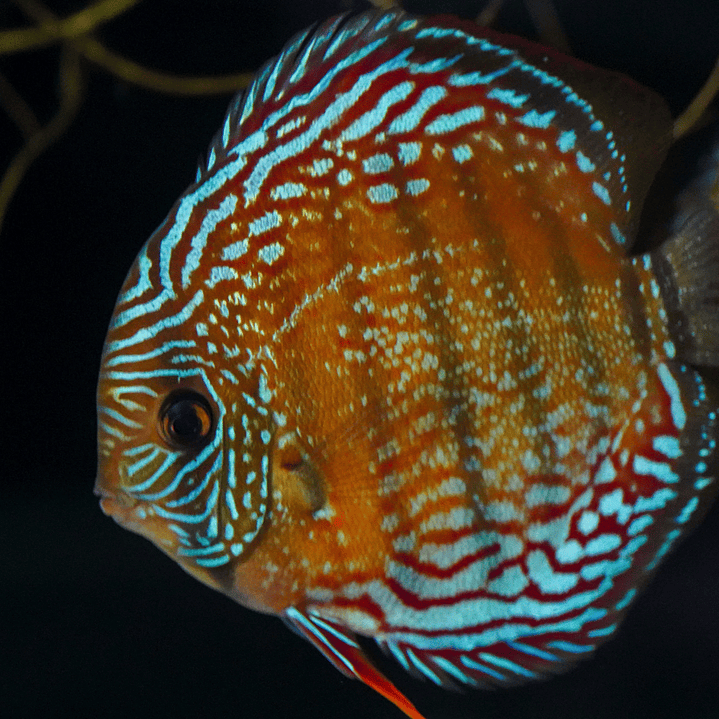 Cuipeua Semi Royal 3