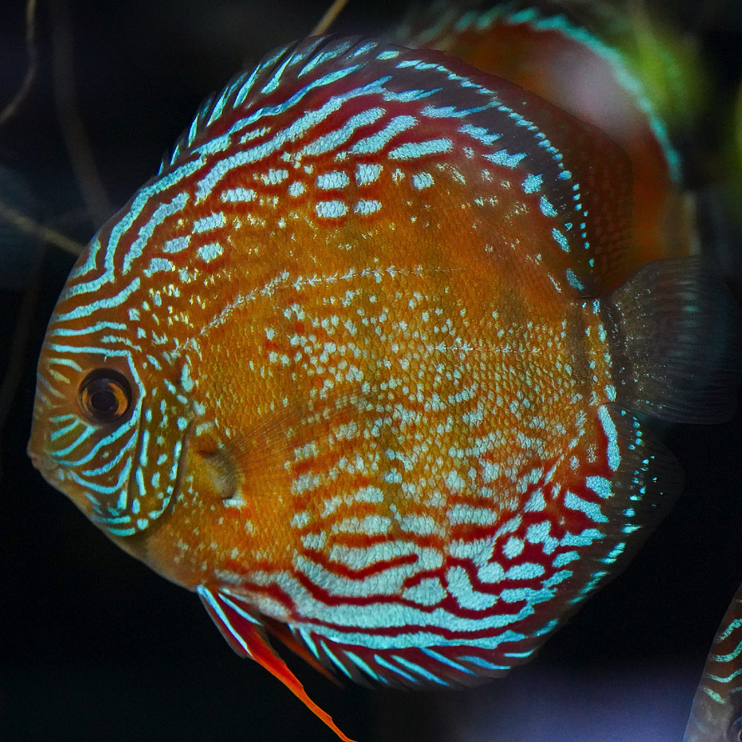 Cuipeua Semi Royal 10