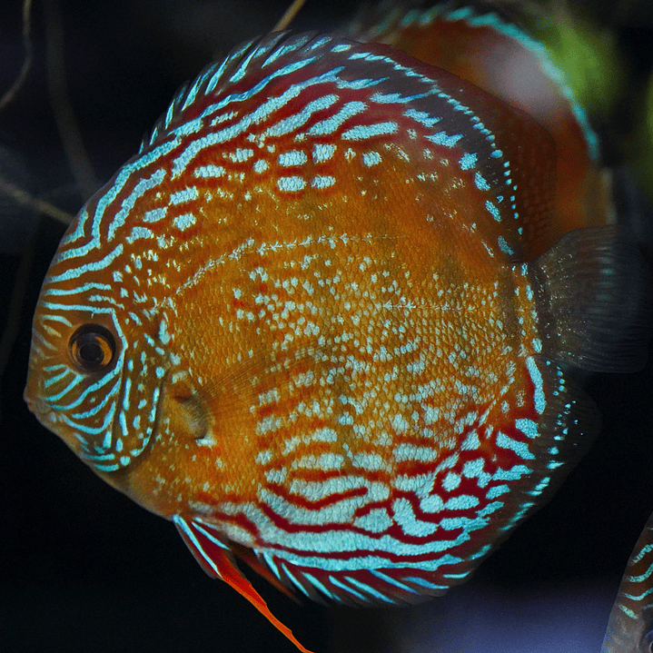 Cuipeua Semi Royal 10