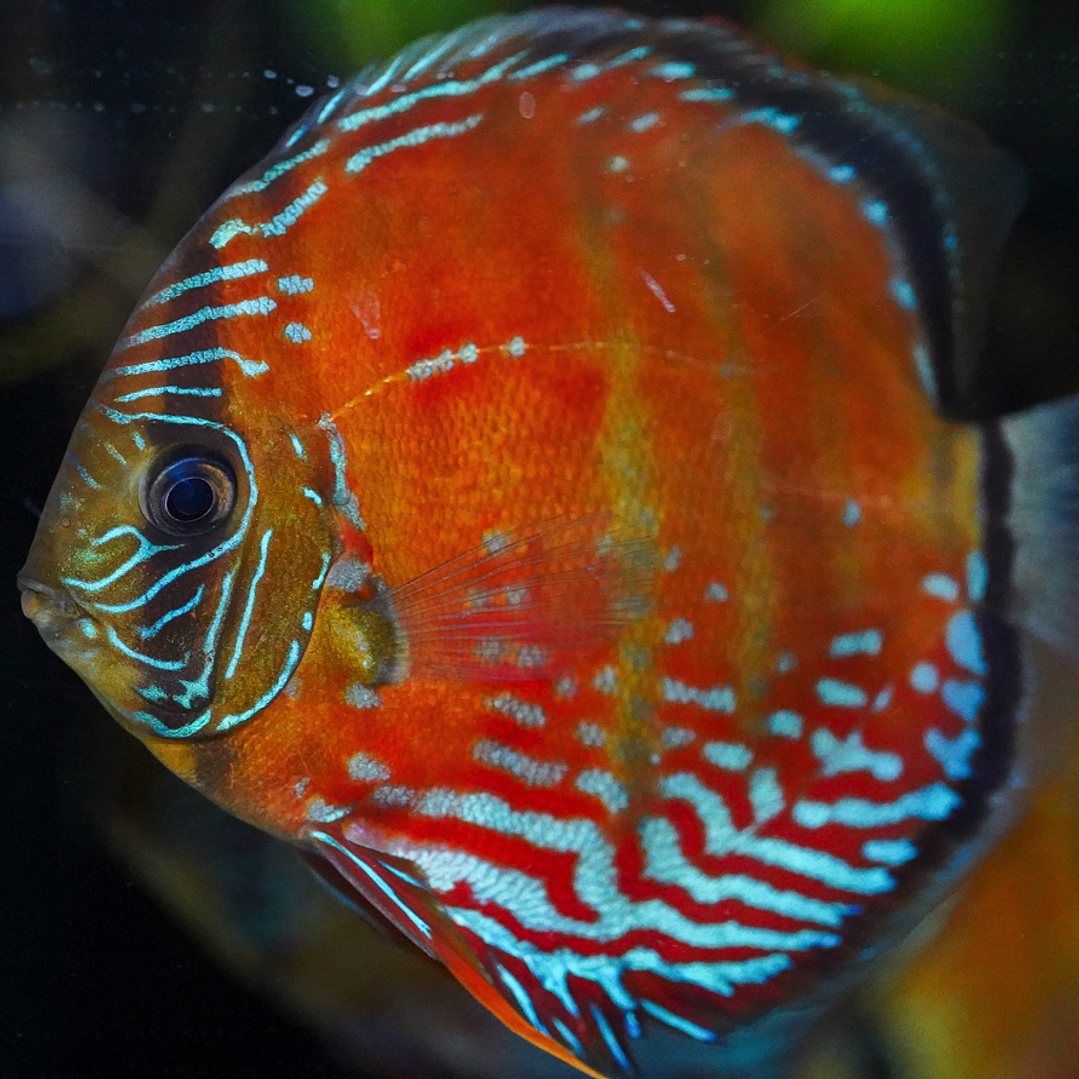 Cuipeua Vermelho Sólido 2