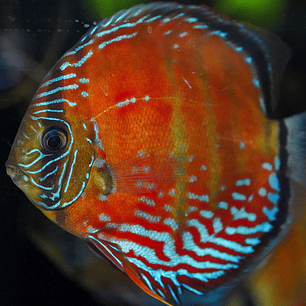 Cuipeua Vermelho Sólido