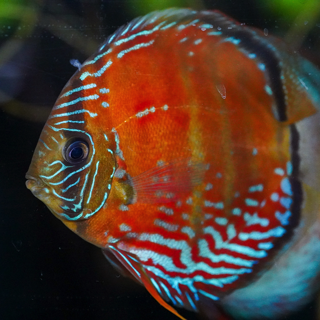 Cuipeua Vermelho Sólido 4