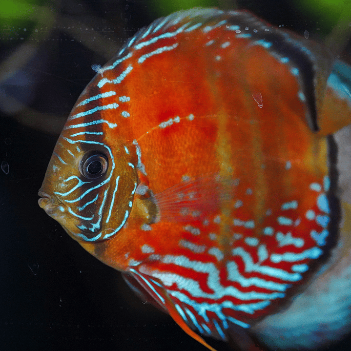 Cuipeua Vermelho Sólido 5