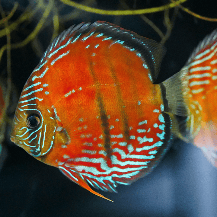 Cuipeua Vermelho Sólido 1