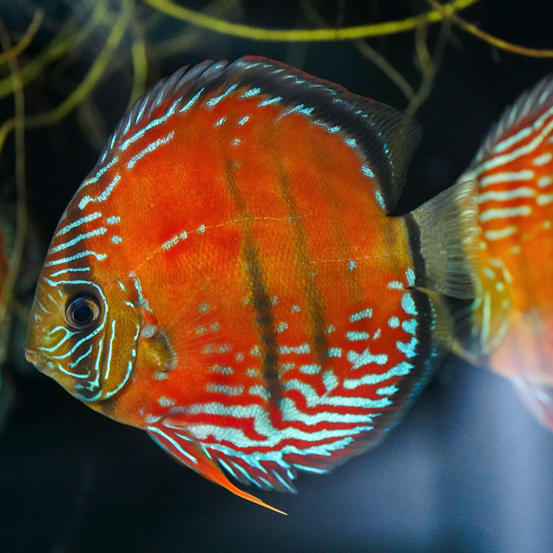 Cuipeua Vermelho Sólido 3