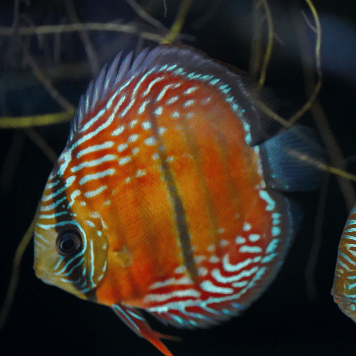 Cuipeua Semi Royal 1