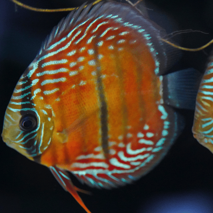 Cuipeua Semi Royal 4