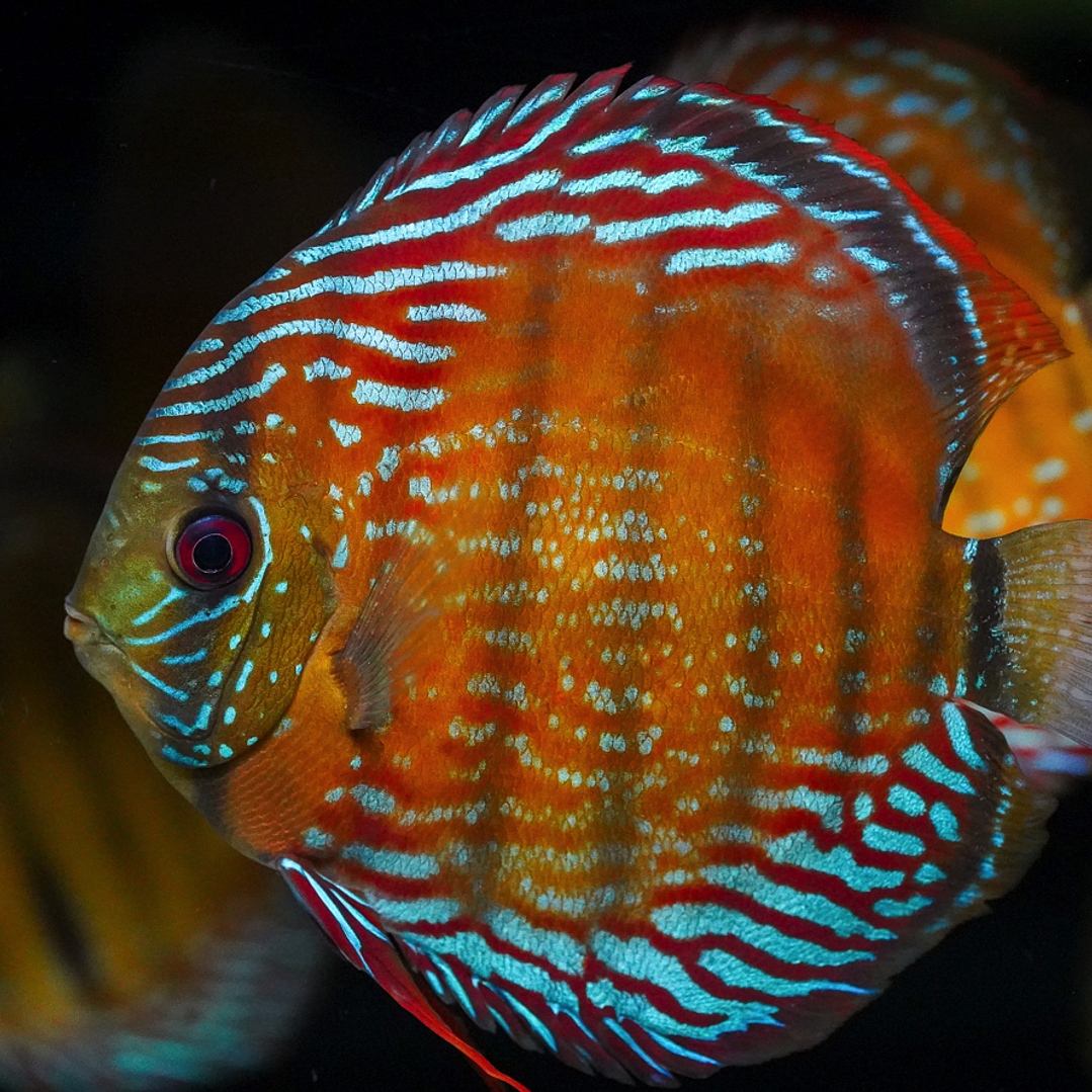 Semi Royal Barra Mansa 2