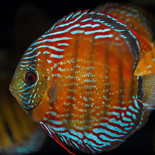 Semi Royal Barra Mansa