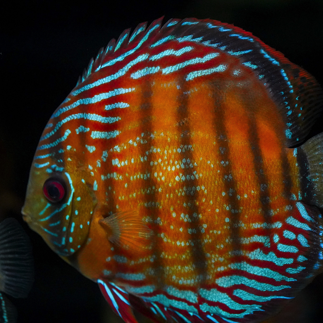 Semi Royal Barra Mansa 3