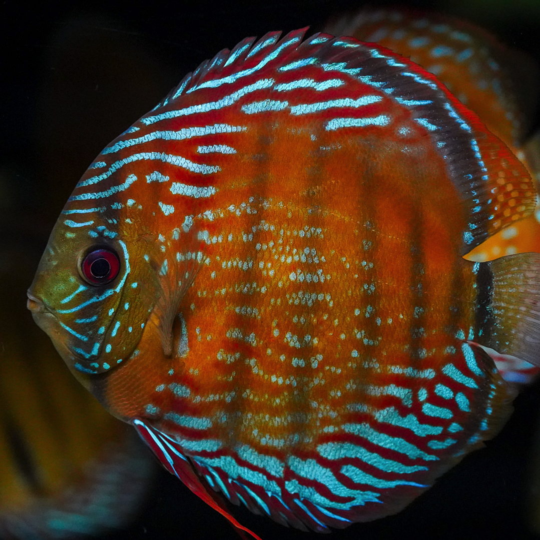 Semi Royal Barra Mansa 4