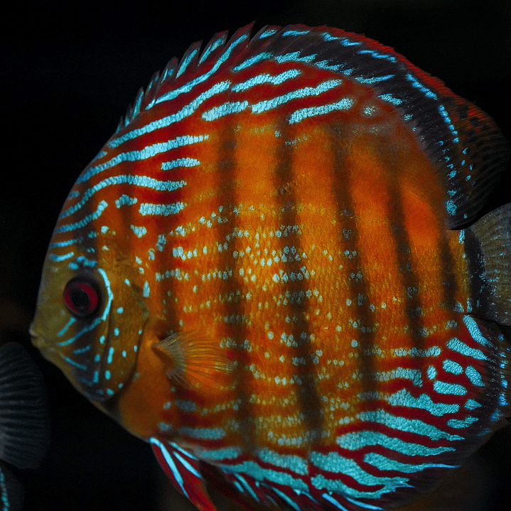 Semi Royal Barra Mansa 5