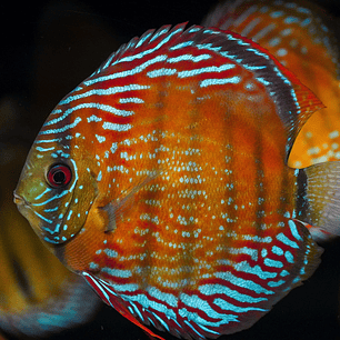 Semi Royal Barra Mansa