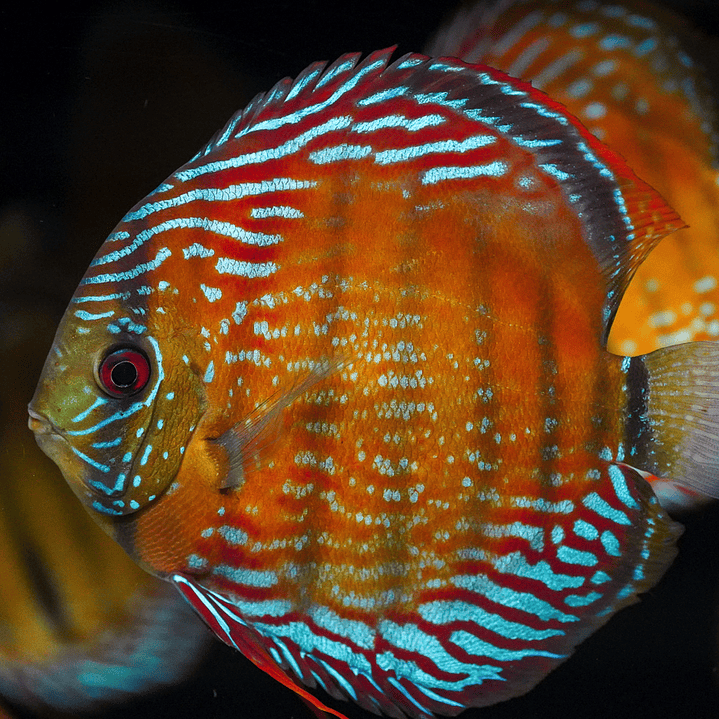 Semi Royal Barra Mansa 1