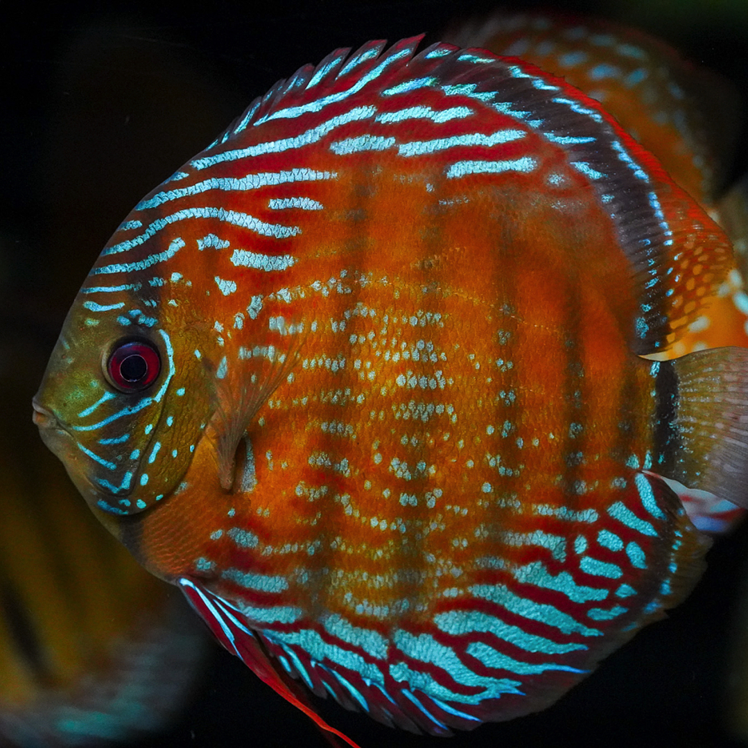 Semi Royal Barra Mansa 6