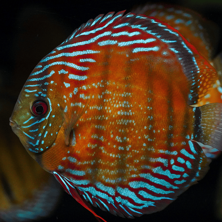 Semi Royal Barra Mansa 6