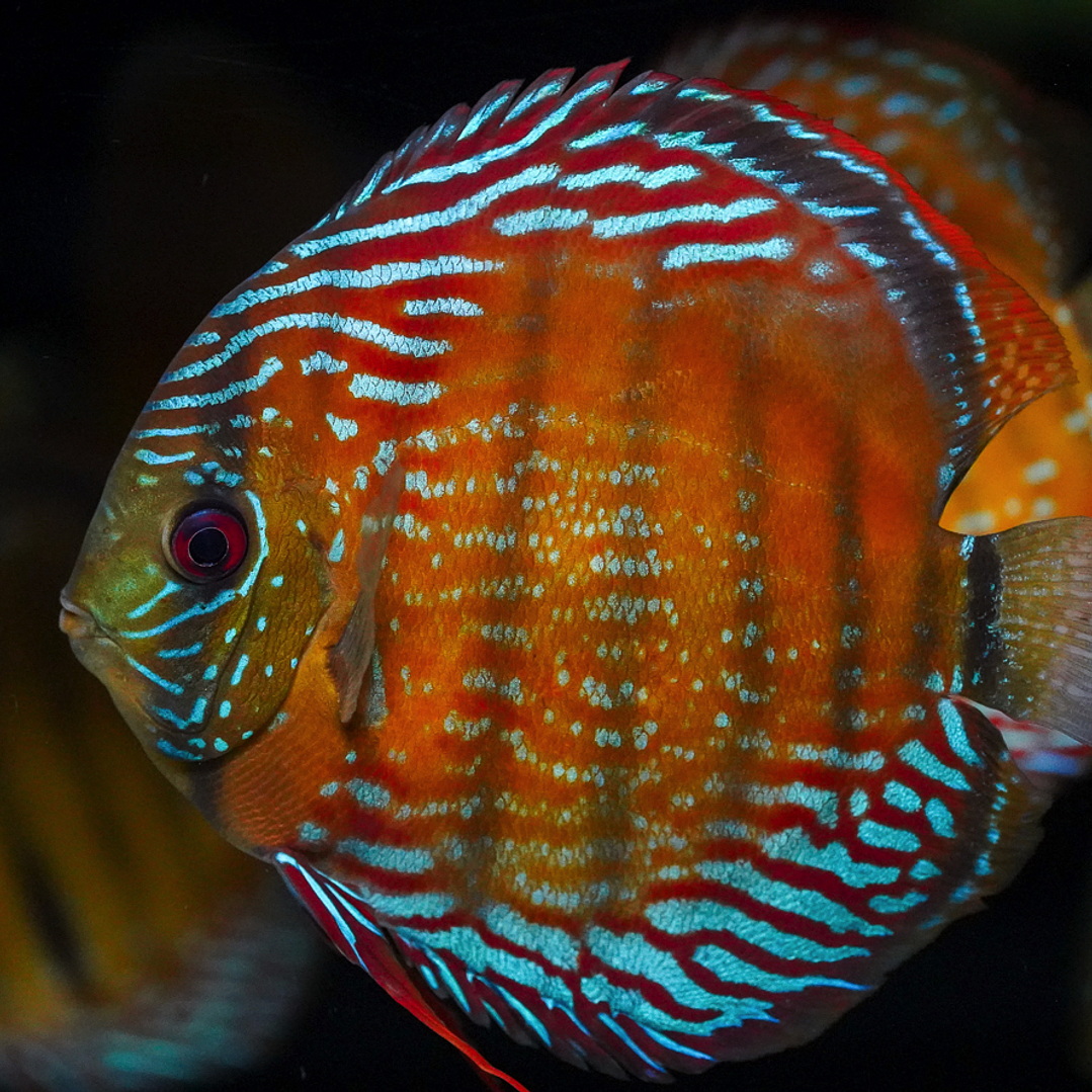 Semi Royal Barra Mansa 7