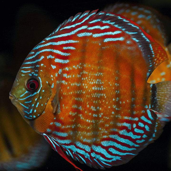 Semi Royal Barra Mansa 7