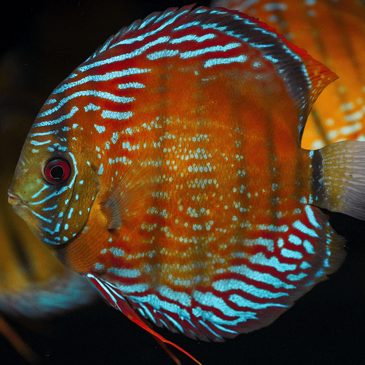 Semi Royal Barra Mansa 8