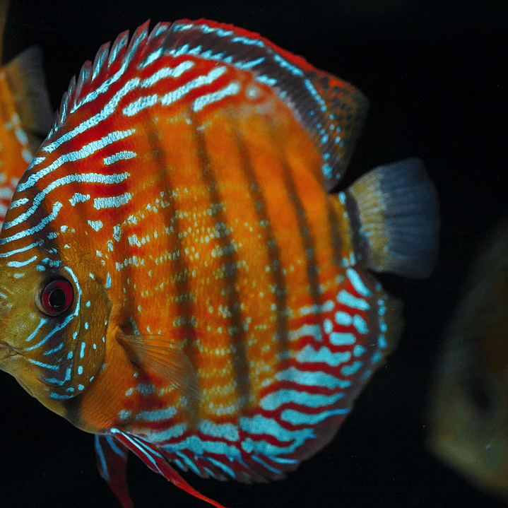 Semi Royal Barra Mansa 9