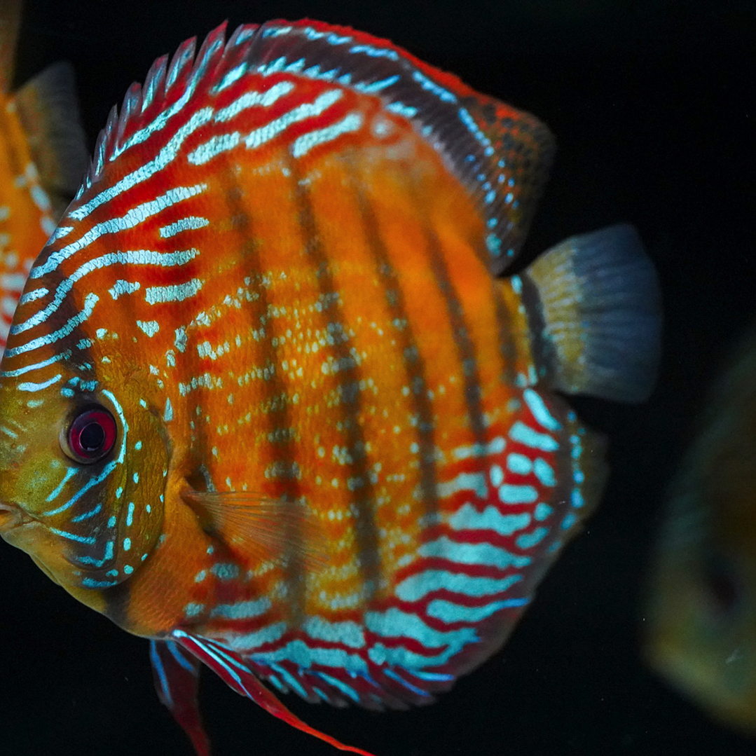 Semi Royal Barra Mansa 10