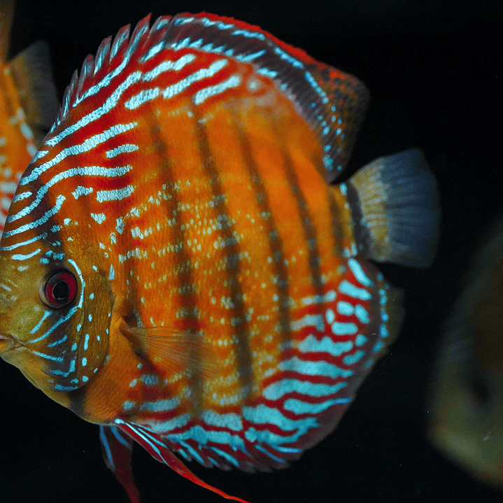 Semi Royal Barra Mansa 10