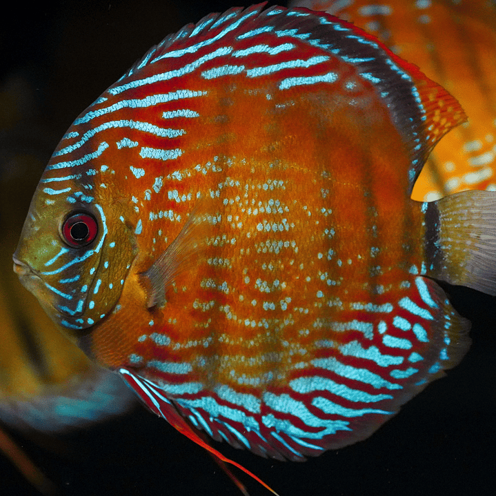 Semi Royal Barra Mansa 11