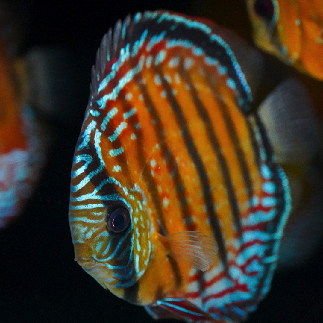 Semi Royal Barra Mansa 3