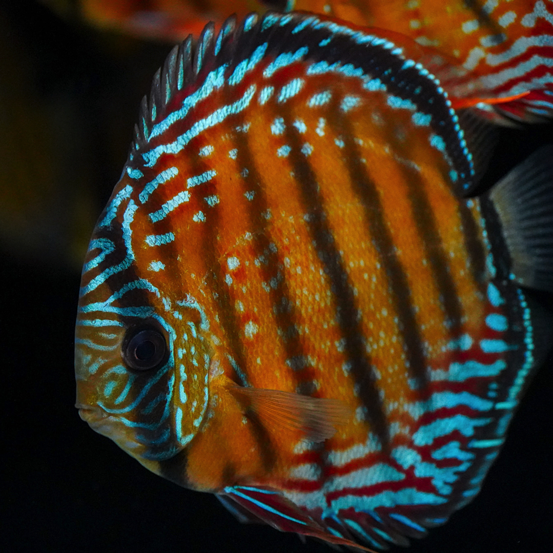 Semi Royal Barra Mansa 4