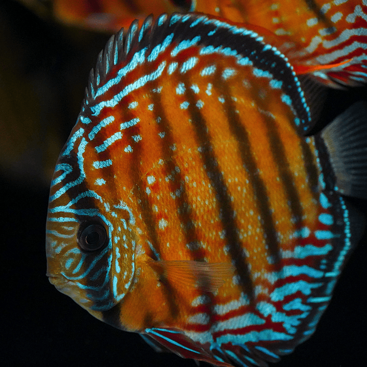 Semi Royal Barra Mansa 7