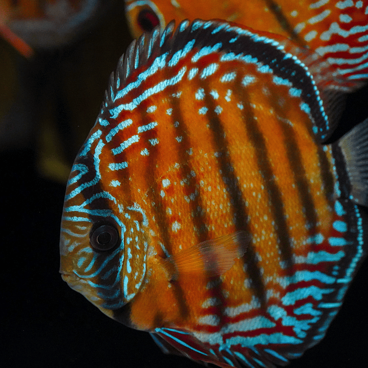 Semi Royal Barra Mansa 8