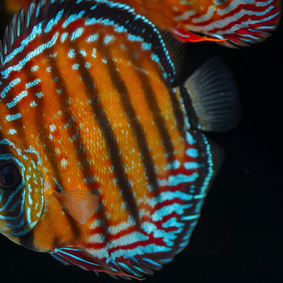 Semi Royal Barra Mansa 9