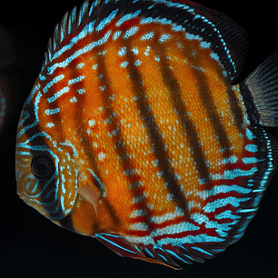 Semi Royal Barra Mansa