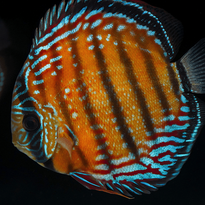 Semi Royal Barra Mansa 1