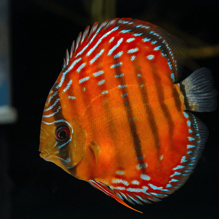 Red Solid Barra Mansa 6