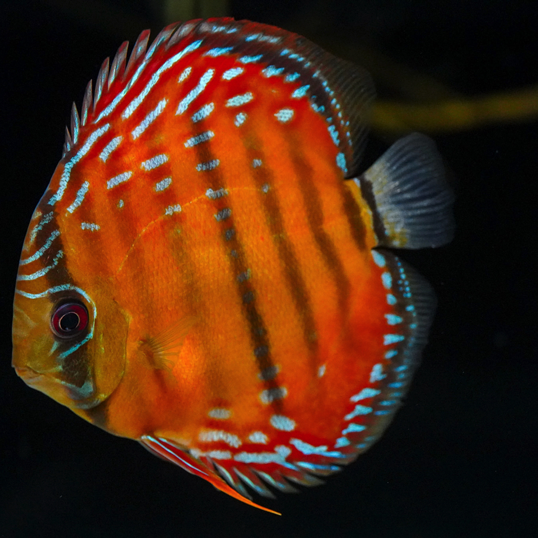 Red Solid Barra Mansa 8