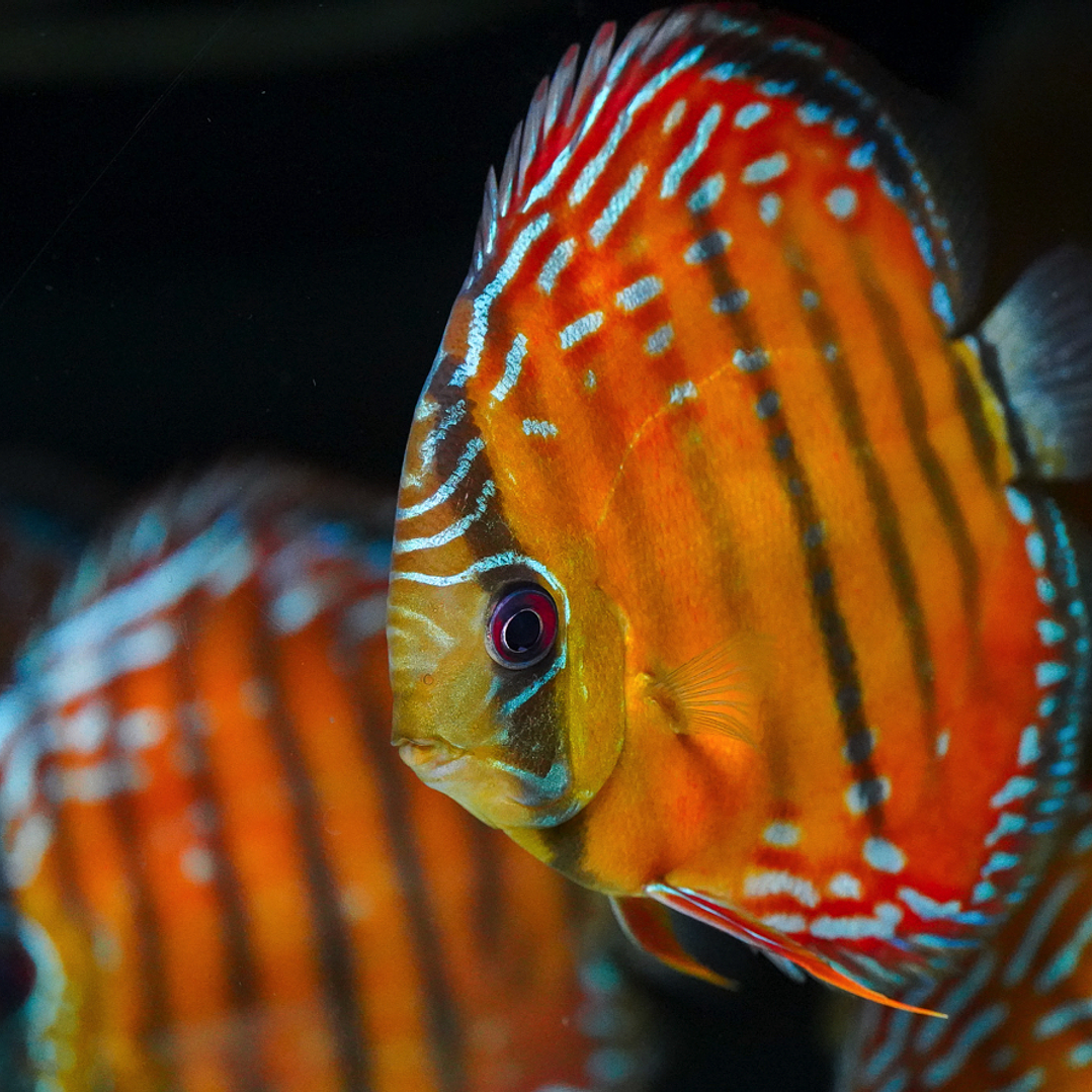 Red Solid Barra Mansa 4