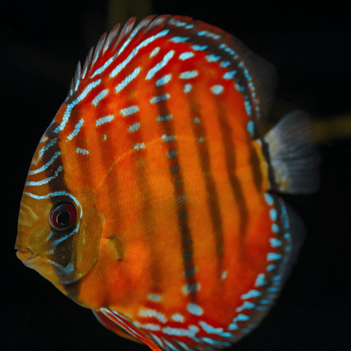 Red Solid Barra Mansa 9