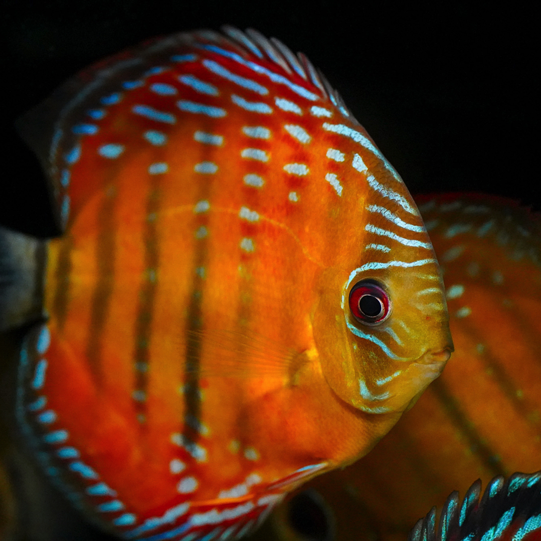 Red Solid Barra Mansa 10