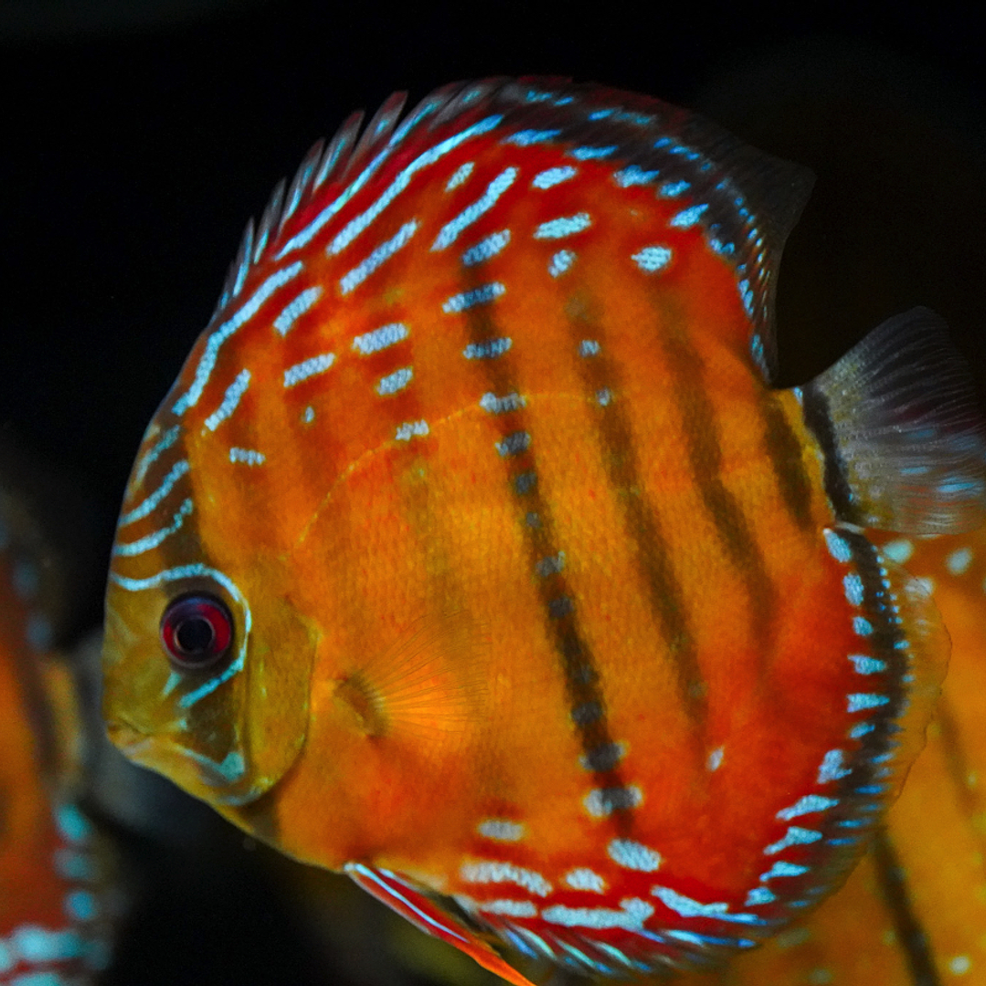 Red Solid Barra Mansa 11