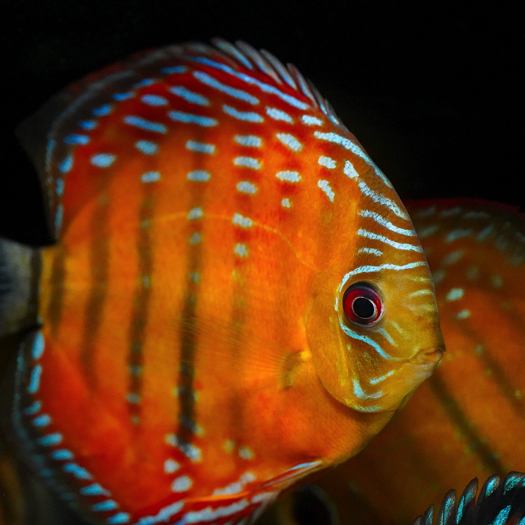 Red Solid Barra Mansa 1