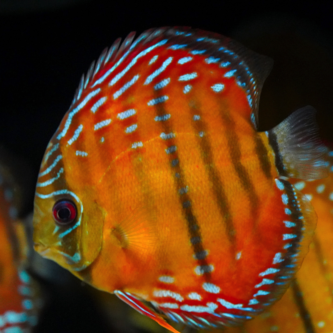 Red Solid Barra Mansa 12