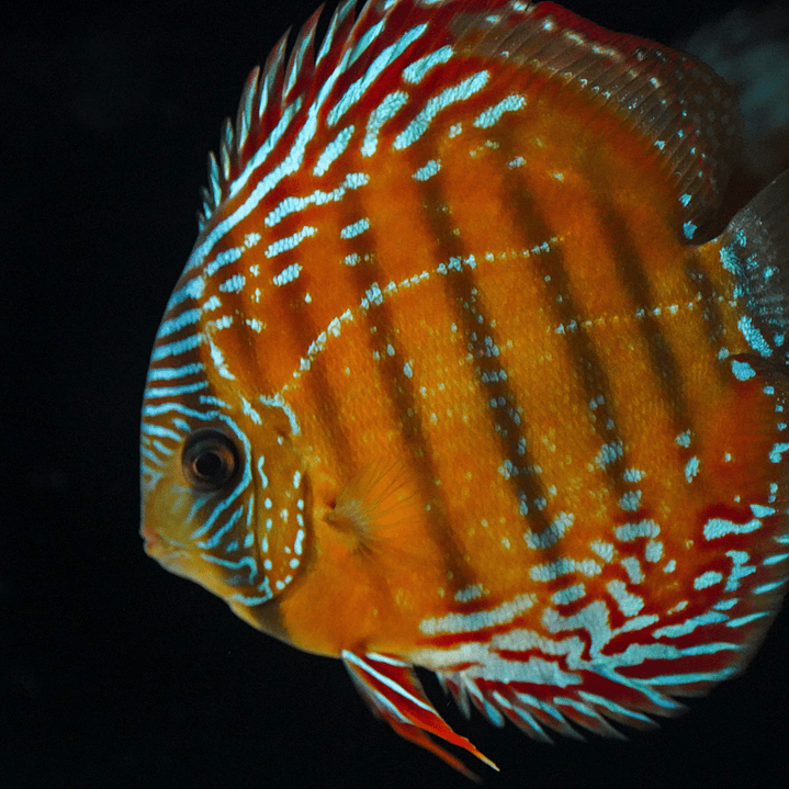 Cuipeua Semi Royal 1